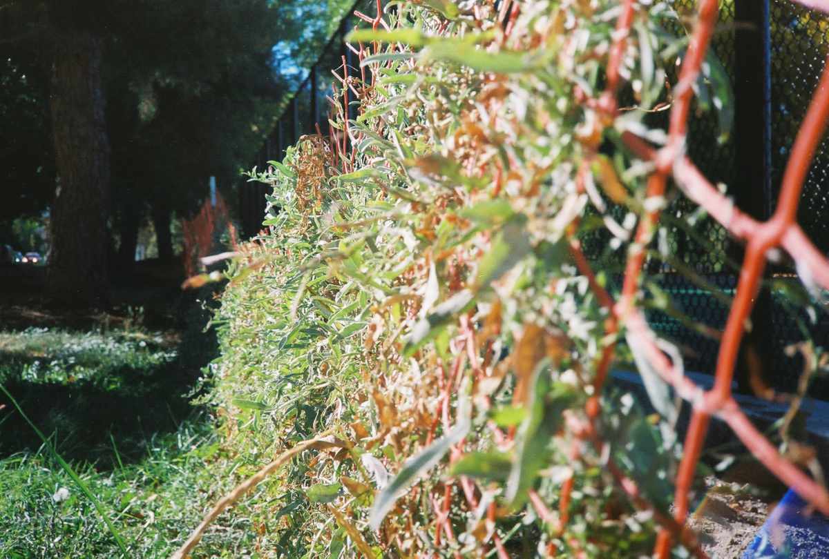 A construction fence outside a tennis court with vines growing up and around it