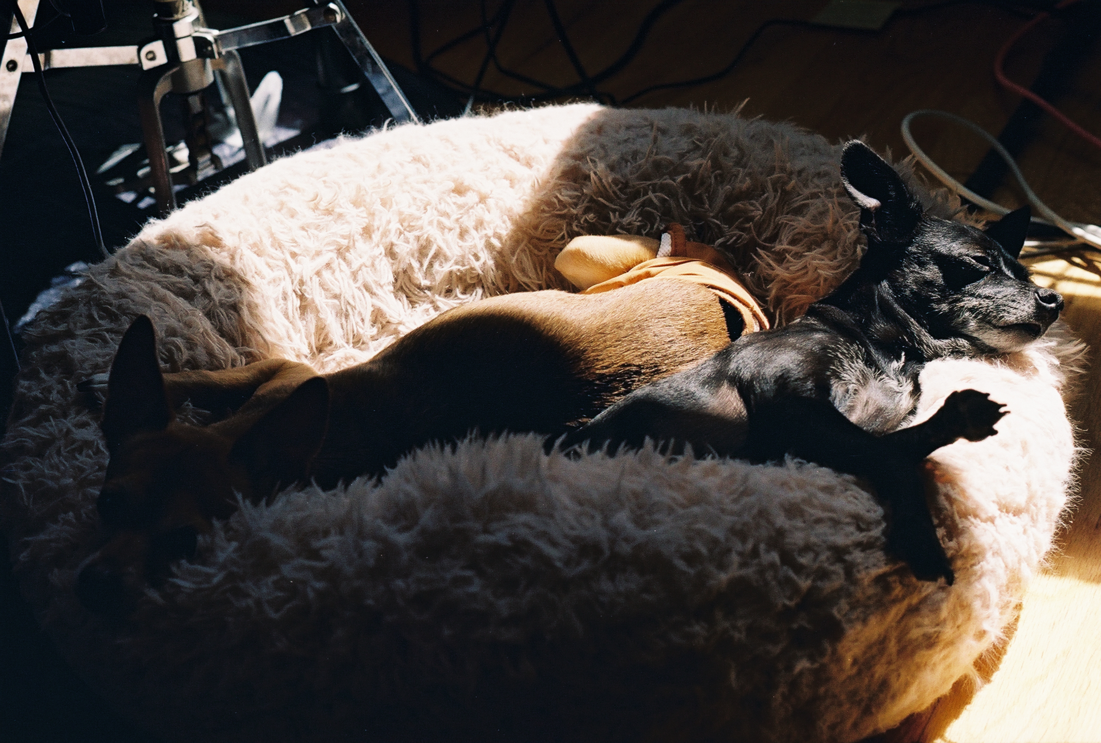 Two chihuahuas laying a dog bed. A black one is bathed in sunlight while a brown one is in shadow